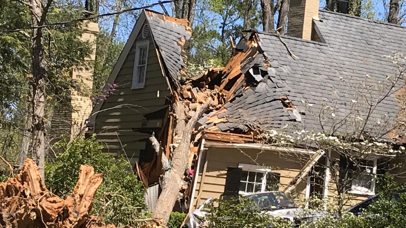 Tree blown over in a storm