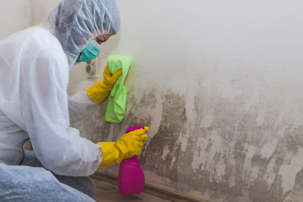 Water damage remediation company removing mold from a wall using a spray bottle with mold remediation chemicals.