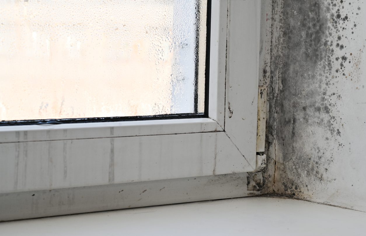 mold on the windowsill. poor ventilation of premises. fungus and mold